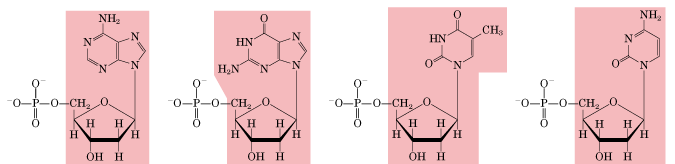 Os Ácidos Nucléicos Nucleotídeos (DNA) Desoxiadenosina 5 monofosfato A, da, damp Desoxiguanosina 5