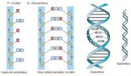 DNA BASES NITROGENADAS: ADENINA-TIMINA