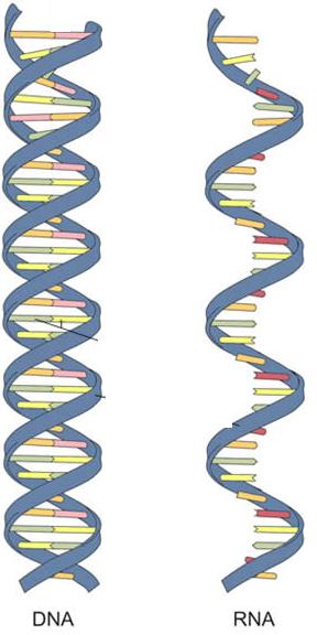 QUAIS AS DIFERENÇAS ENTRE O DNA E O RNA BASES