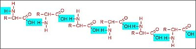 Figura 3: No primeiro esquema acima, observa-se a junção de dois aminoácidos pela união de dois grupos funcionais (grupo carboxila de ácido carboxílico + grupo amina) ocorrendo a liberação de uma