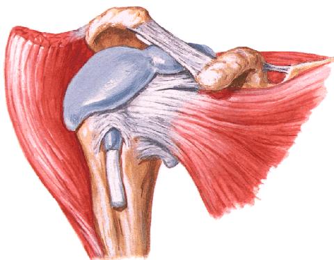 Anatomia da