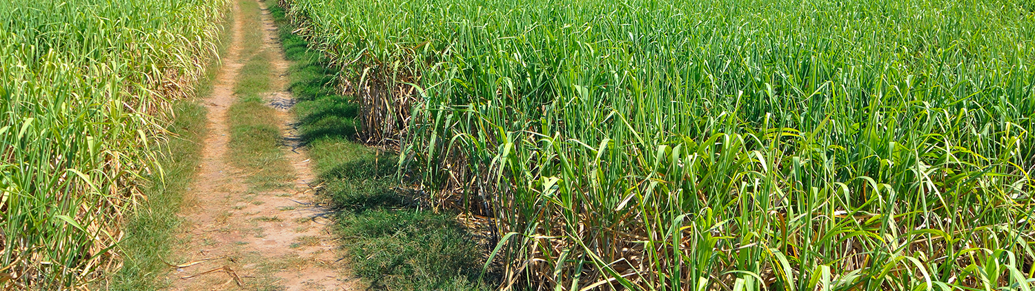 Agricultura de Precisão Porque usar?