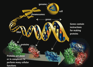 Função do DNA: O Gene Código