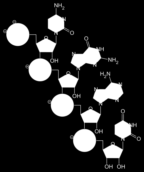 Estrutura Molecular do RNA: É um polímero de nucleotídeos