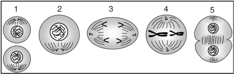 Questão 04) Na figura abaixo, estão ilustradas cinco fases de um processo de divisão mitótica em tecido animal.