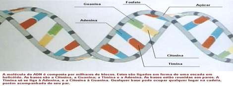 Função do DNA O DNA é por assim dizer a programação de cada célula. Nele fica a informação genética (os genes).