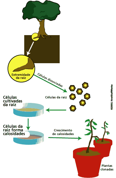 Clonagem Reprodutiva em vegetais (clonagem de