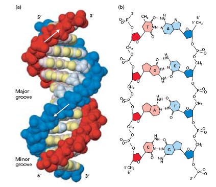 DNA: -Dupla hélice -Fitas antipararelas (reverse) -Pontes de Hidrogênio entre as bases nitrogenadas