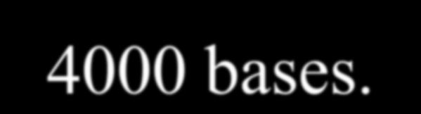 Quantas bases existem em 2 kb (2000