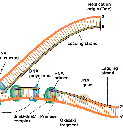 Etapas da Replicação 4) Síntese do RNA iniciador (primer) primase 5) Adição ao primer de desoxirribonucleotídeos pela DNA