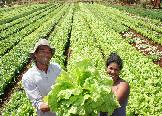 Alimentos da