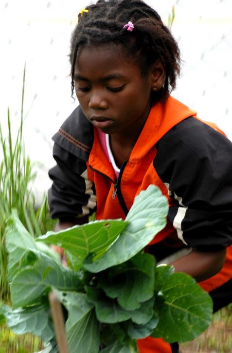 Alimentação saudável e adequada: - uso de alimentos variados e seguros - respeito à cultura, às tradições e aos hábitos alimentares saudáveis - contribuição para o crescimento e o desenvolvimento dos