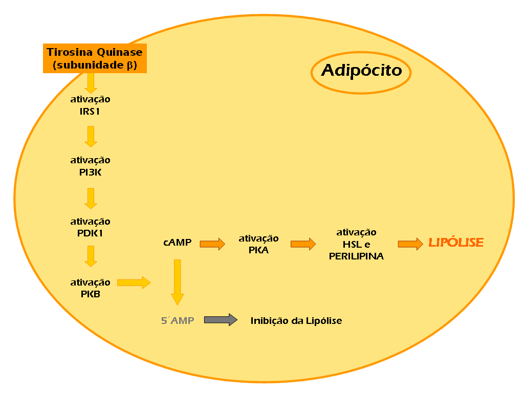 MYRICELINE e a Lipólise: Lipólise é uma via catabólica que consiste na obtenção de ácidos graxos (AG) e glicerol, a partir das reservas de Triglicerídeos (TG).