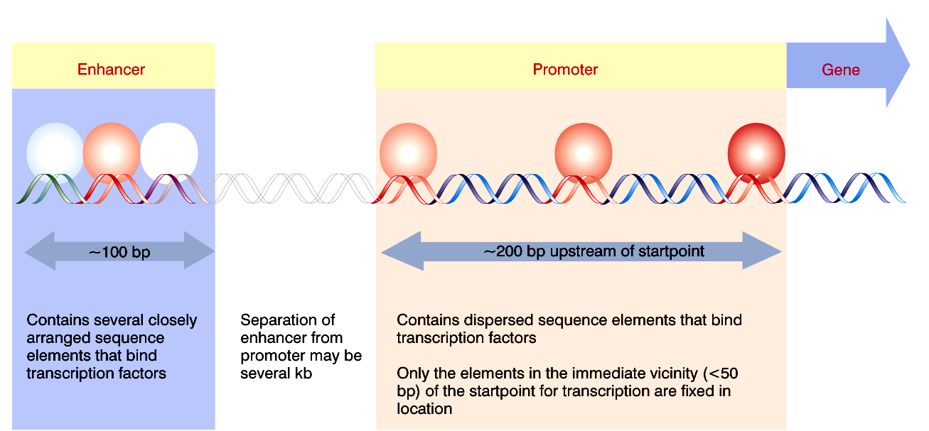 Alguns genes apresentam o enhancers (reforçador ou acentuador), localizados a uma distancia maior do sítio de transcrição, tanto upstream como downstream (a jusante), e que são capazes