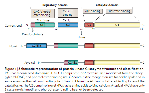 Proteína Cinase C (PKC) é outra importante Molécula
