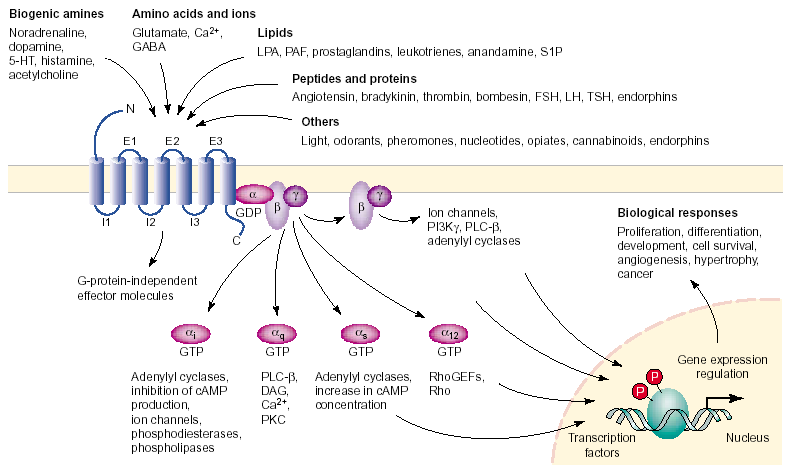 GPCR