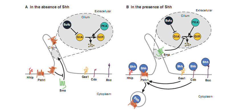SINALIZAÇÃO DE SHH EM MAMÍFEROS block enhance São 3 os fatores de transcrição envolvidos: Gli1- ativador Gli2- ativador ou repressor