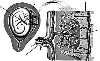 1. (Fgv 2015) A figura ilustra os vasos sanguíneos maternos e fetais na região da placenta, responsável pela troca dos gases respiratórios oxigênio e dióxido de carbono.