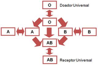TRANSFUSÕES SANGUÍNEAS As transfusões sangüíneas exigem o prévio conhecimento ou tipagem do sangue do