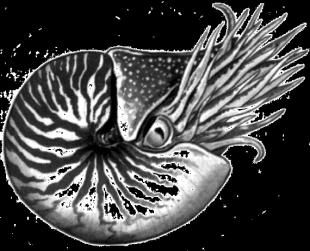57 - (UNIMONTES MG/2007) As pérolas são formadas a partir de um objeto estranho, como uma larva ou um grão de areia que se acumula no corpo de determinadas espécies de animais.