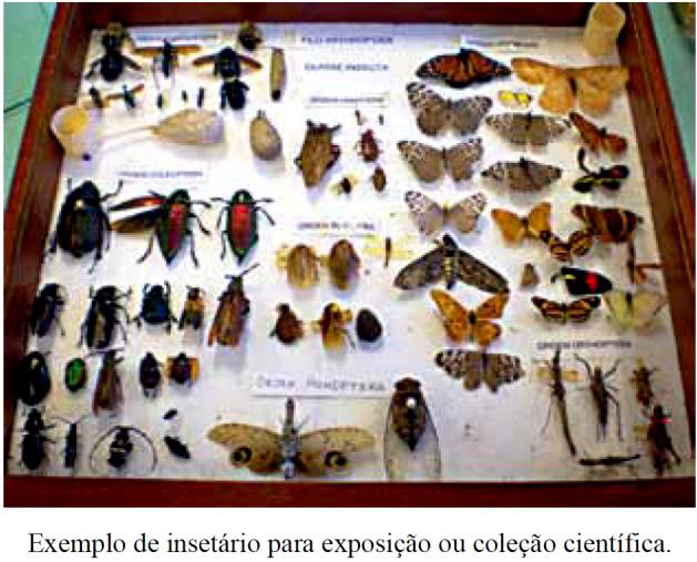 75 - (UECE/2011) Os inoportunos carrapatos e ácaros são artrópodes que pertencem à classe a) arachnida. b) merostomata. c) pycnogonida. d) insecta.