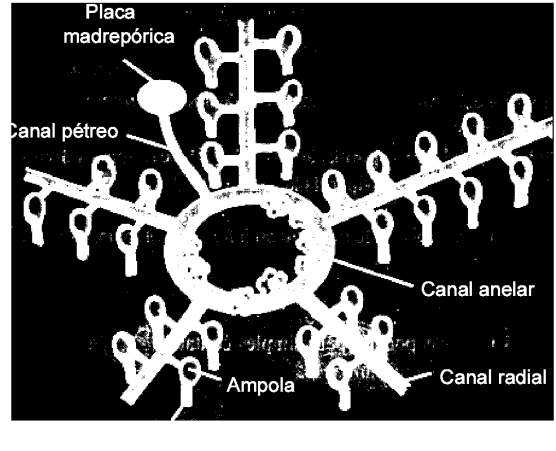O invertebrado, observado por Mafalda, pertence ao filo que, evolutivamente, é o mais próximo dos cordados, por apresentarem: a) hábitat marinho. b) mesoderme. c) deuterostomia. d) fecundação externa.
