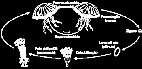 e) acumular sódio e potássio. Profº Fernando Teixeira 04 - (UEFS BA/2012) O esquema reproduz, de forma simplificada, a reprodução por metagênese característico de determinados grupos de Cnidários.