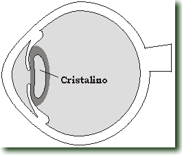Falso 02) Uma lupa é constituída de uma lente divergente.