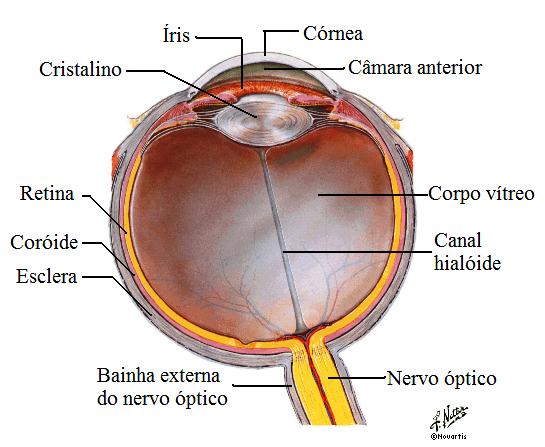 Anatomia do Olho Cristalino: Parte do frontal do olho que funciona como uma lente convergente, do tipo biconvexa Pupila: comporta-se como um obturador, controlando a quantidade de luz que penetra no