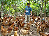 das empresas de abate de frango no mercado internacional: frangos abatidos de acordo com preceitos do Alcorão para os mercados muçulmanos, por exemplo.