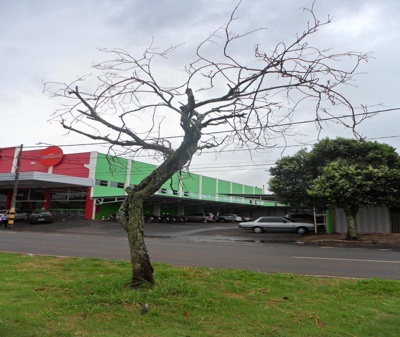 PREFEITURA MUNICPAL DE ARAGUARI SECRETARIA MUNICIPAL DE MEIO AMBIENTE REGISTRO FOTOGRÁFICO - AVENIDA BELCHIOR DE GODOI Situação