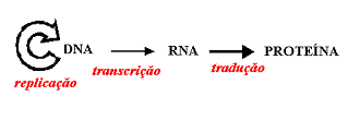 Dogma Central Replicação: duplicação do material genético - DNA - Divisão celular.