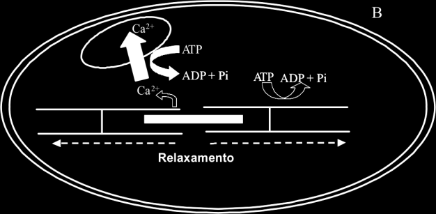 21 - (ESCS DF/2007) ATP utilizado nos processos de contração e relaxamento muscular em condições de atividade muscular intensa é produzido: a) somente por fermentação lática; b) somente por