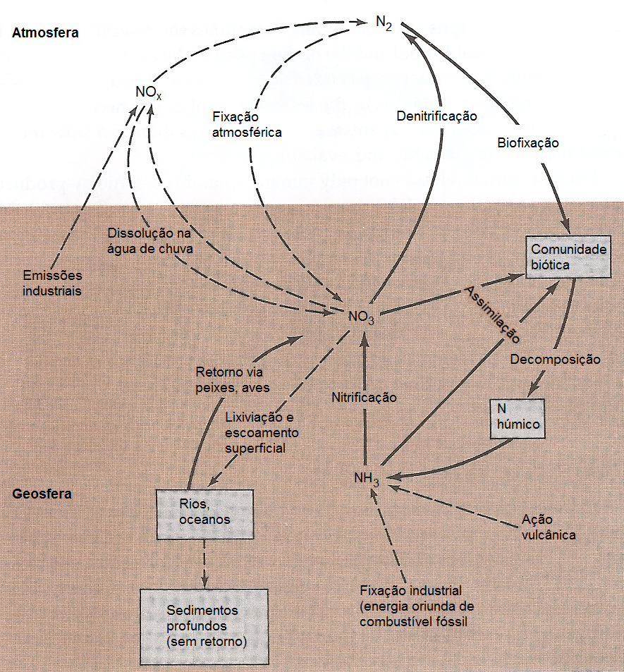 Fonte: modificado de Odum, 1993. O ciclo do fósforo é tipicamente sedimentar, visto que o principal reservatório do elemento são os sedimentos marinhos.