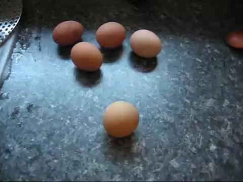 Sistema Reprodutivo: ovos As aves são dioicas, com fecundação interna, ovíparas e com desenvolvimento direto.