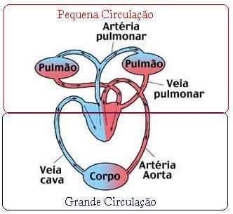 Coração com quatro cavidades: 2 átrios 2 ventrículos