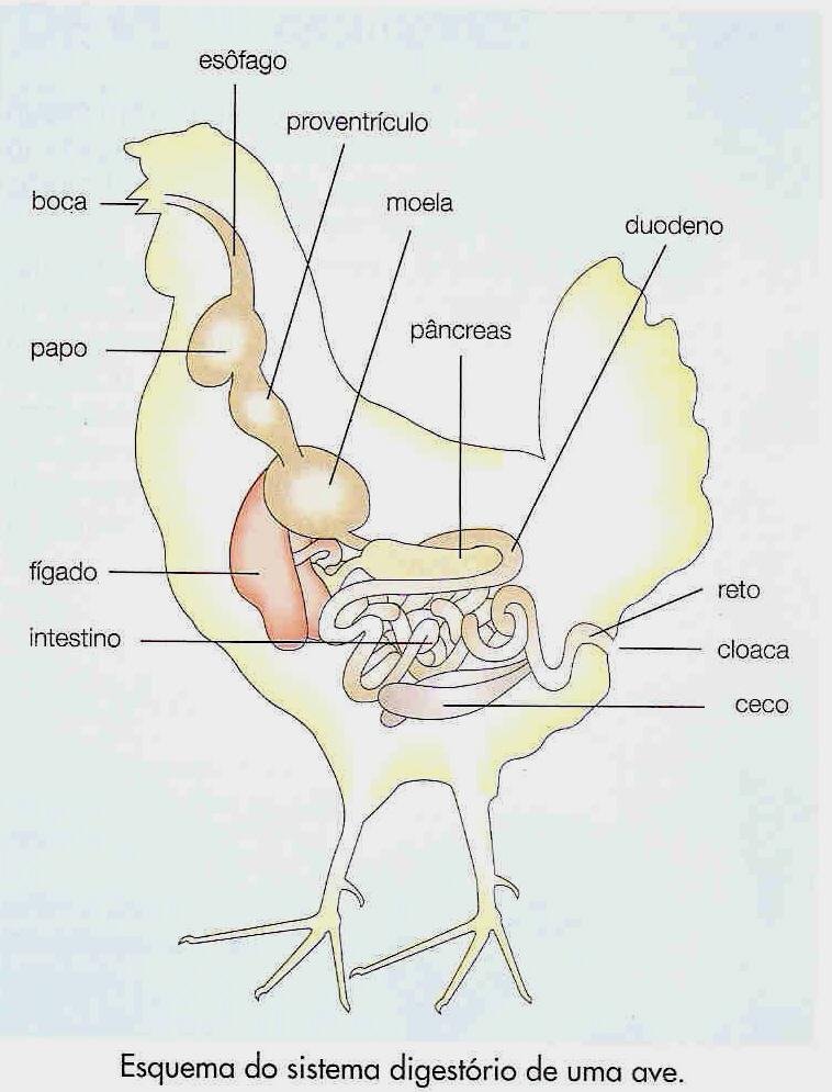 Sistema Digestório A língua das aves é pequena, pontiaguda e possui um revestimento córneo. O formato do bico é adaptado à dieta de cada espécie e não possui dentes.