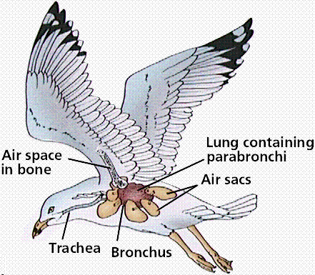 Sistema Respiratório Os pulmões das aves são compactos e muito eficientes.