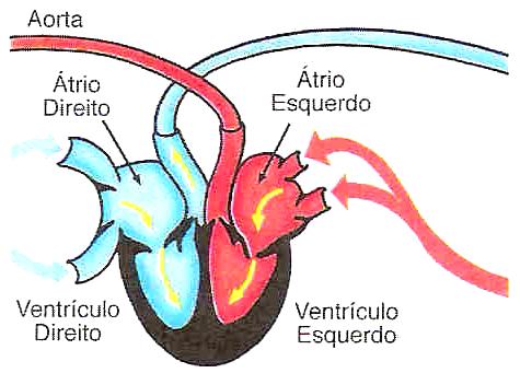 Sistema Circulatório A circulação é fechada e o coração tem 2 átrios e 2 ventrículos completamente separados, persistindo o arco aórtico sistêmico direito.