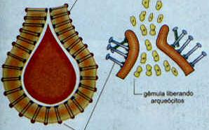 Gemulação Reprodução Assexuada conjunto de amebócitos rodeados por um