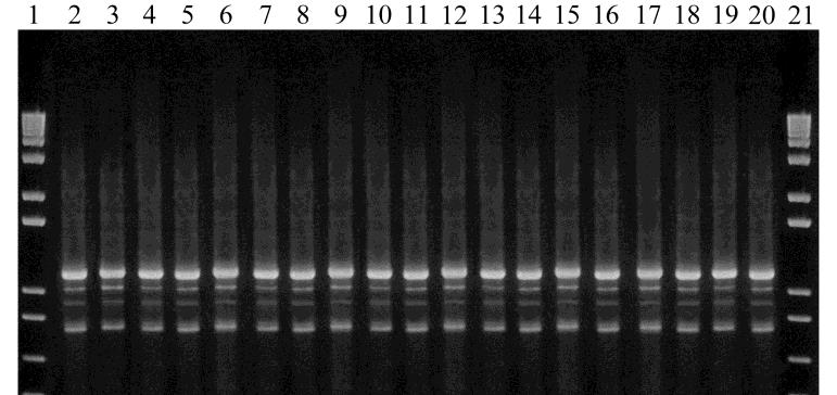 agrupamentos CgA ERIC2-PCR: Linhas 1 e 21: 1kb plus DNA ladder; Linhas 2-16: