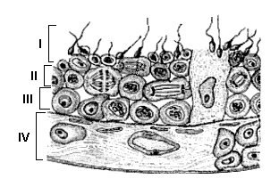 42. (Puccamp 2002) O esquema a seguir representa fases da gametogênese. I e II correspondem, respectivamente, a a) duas mitoses sucessivas. b) duas meioses sucessivas. c) uma mitose e uma meiose.