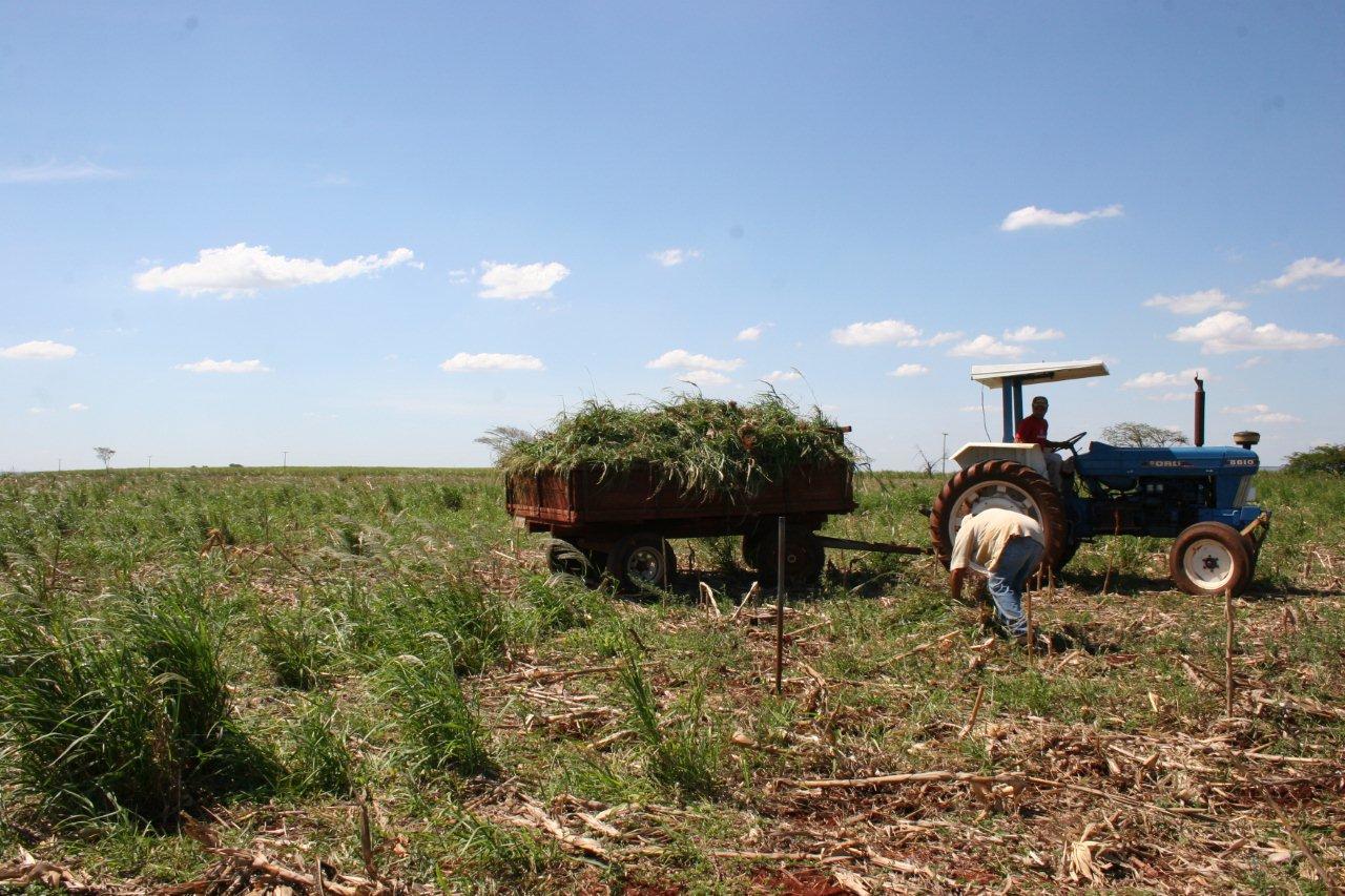 no uso de agrotóxicos, -aumento no