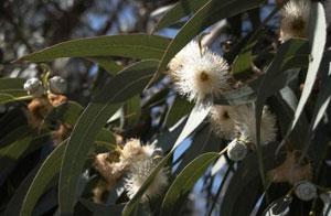 EUCALIPTO Eucalyptus spp. Contra os gorgulhos que atacam grãos de leguminosas.