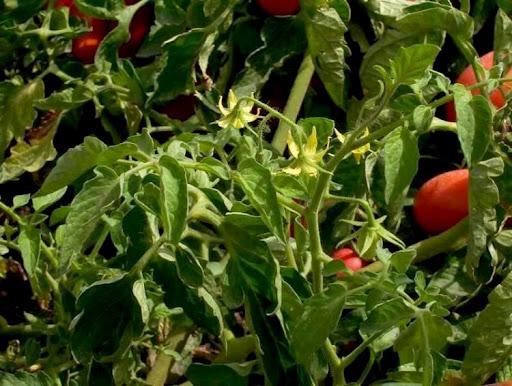 Tomate Solanum lycopersicum Contra a lagarta da couve e a traça do alho porro.