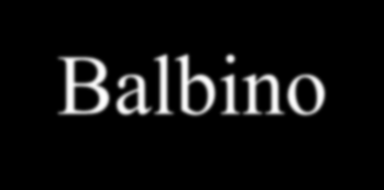Balbino 1
