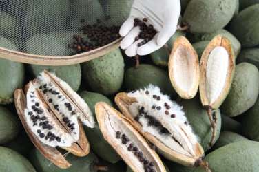 Figura 28. Beneficiamento de sementes de paineira Ceiba speciosa Os viveiros florestais da empresa foram remodelados e ampliados, passando a ter uma capacidade produtiva de aproximadamente 600.