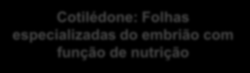 Inflorescência: várias flores presas no mesmo lugar do caule. quando jovens são protegias por uma estrutura chamada bráctea.