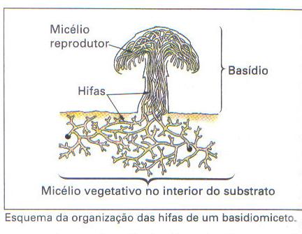 de Hifas Não se constitui tecido.