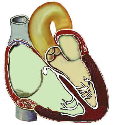 6 BATIMENTO CARDÍACO IRREGULAR (ARRITMIA) Causa Principal Carência vitamínica nas milhões de células "elétricas" do músculo cardíaco